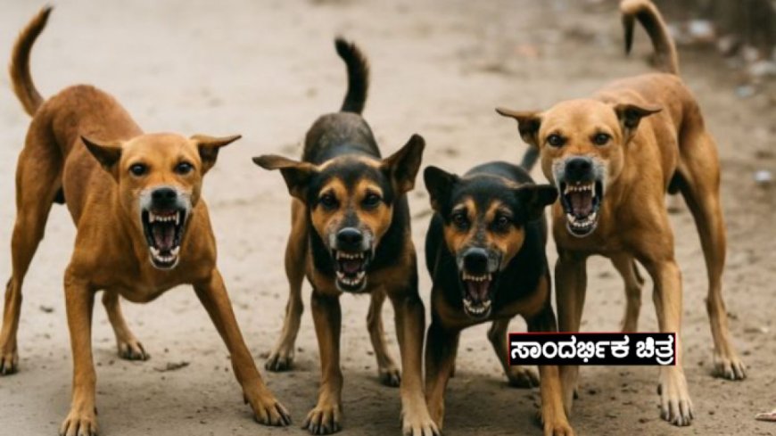 “ಮಸ್ಕಿಯಲ್ಲಿ ಬೀದಿ ನಾಯಿಗಳ ದಾಳಿ! 7 ಮಕ್ಕಳು ಸೇರಿ 10 ಜನರಿಗೆ ಗಾಯ  ಕ್ರಮಕ್ಕೆ ಆಗ್ರಹ”